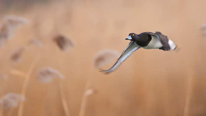 Tufted Duck