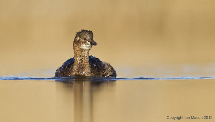 Dabchick