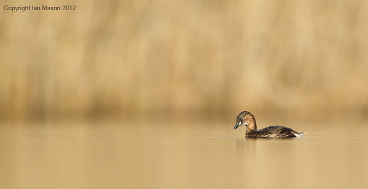 Minimalist Dabchick - colour issues again