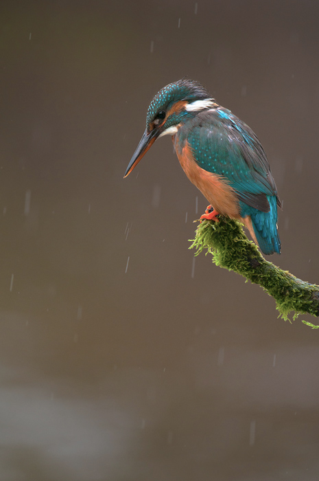 Kingfisher in Rain