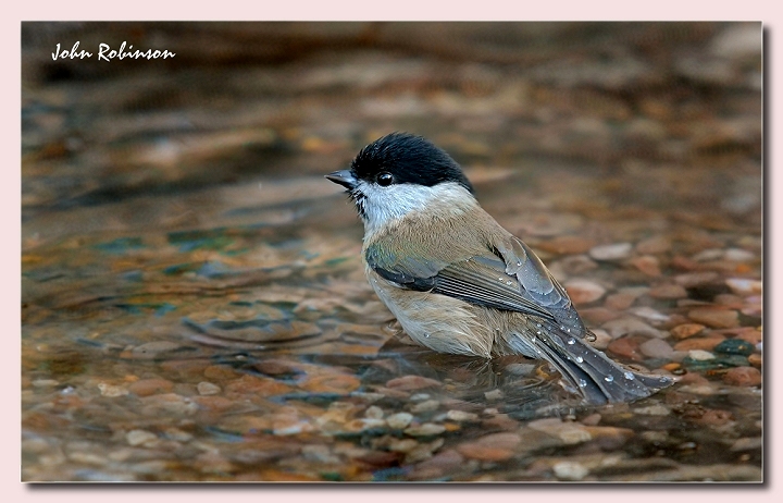 Marsh Tit+close up