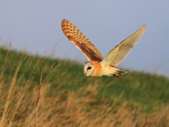 Close Encounter
