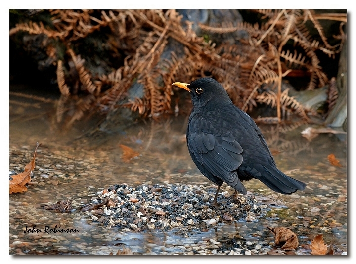 Humble Blackbird