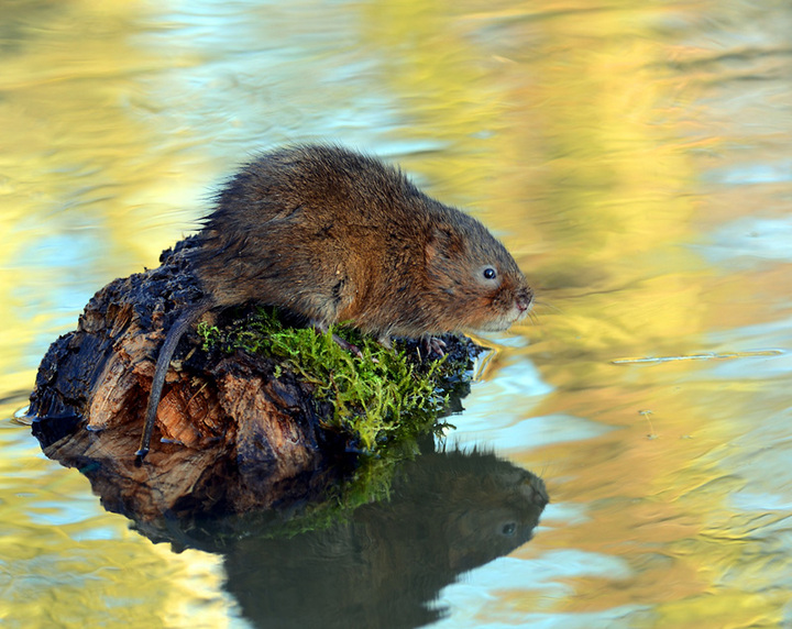 Water Vole