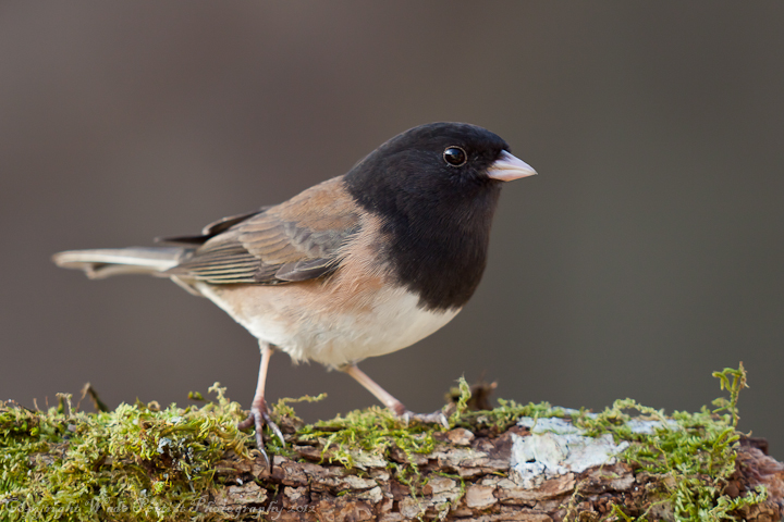 Dark eyed junco