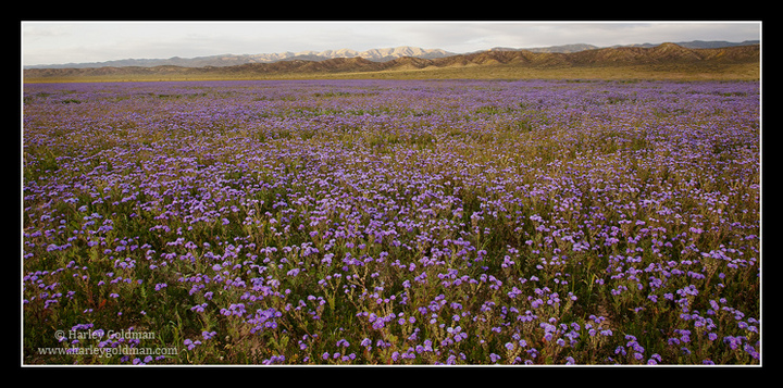 Carrizo Phacelia