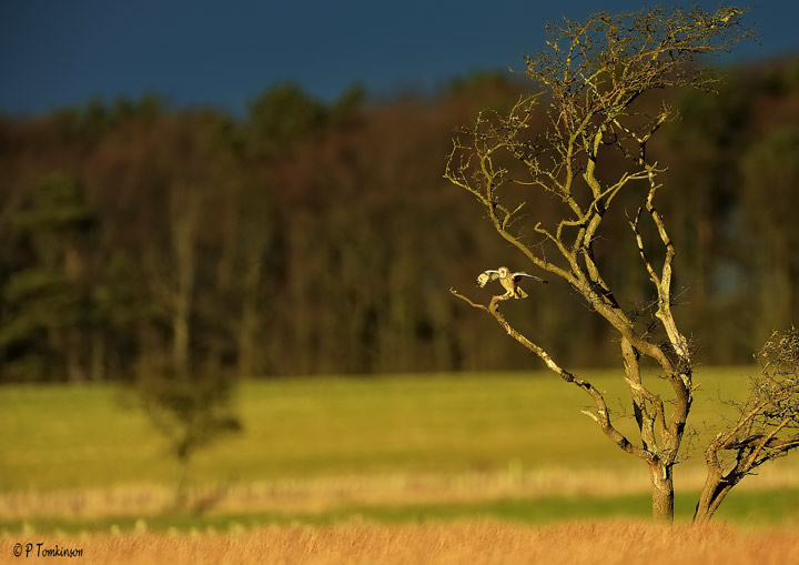 Short-eared Owl II