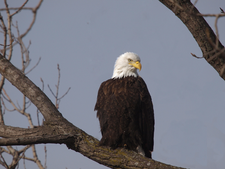 Morning eagle