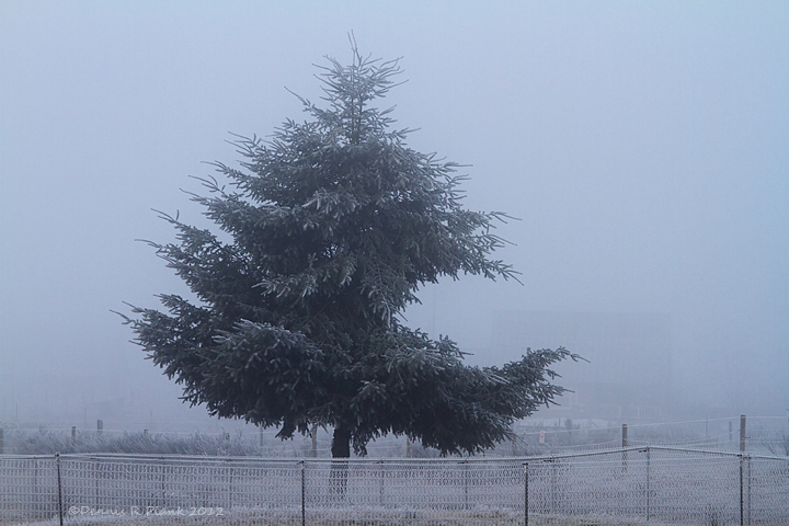 The tree