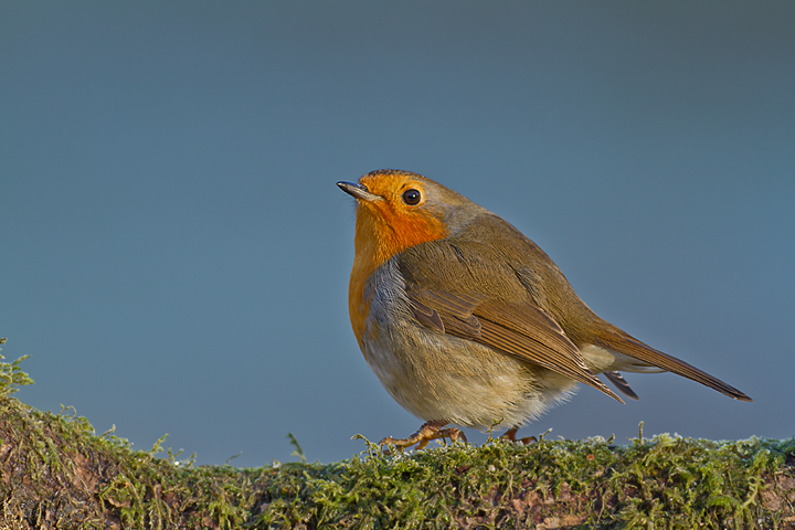 Erithacus rubecula