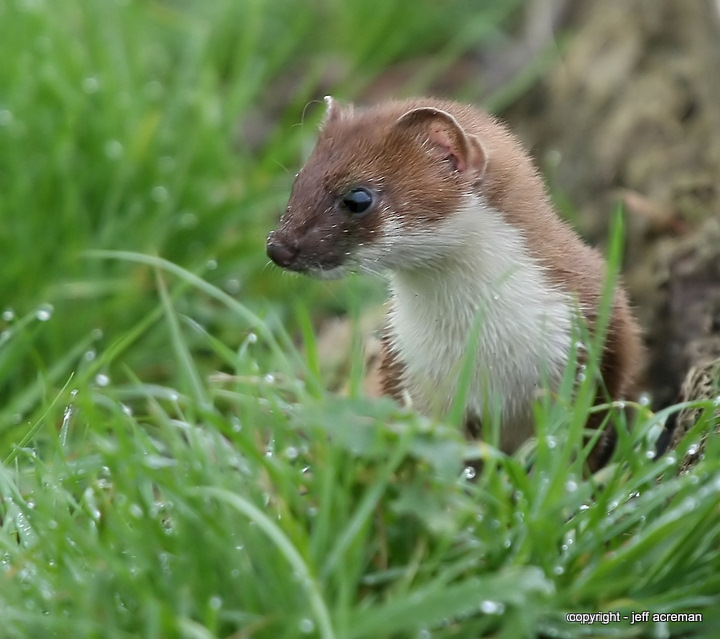 stoat (2)