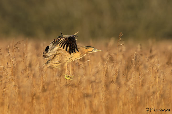 Bittern