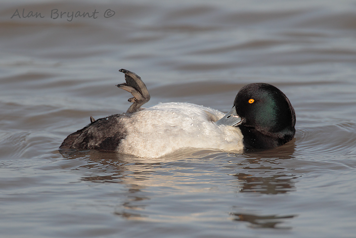 Preening Tufty