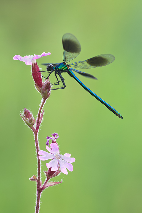 Banded Demoiselle