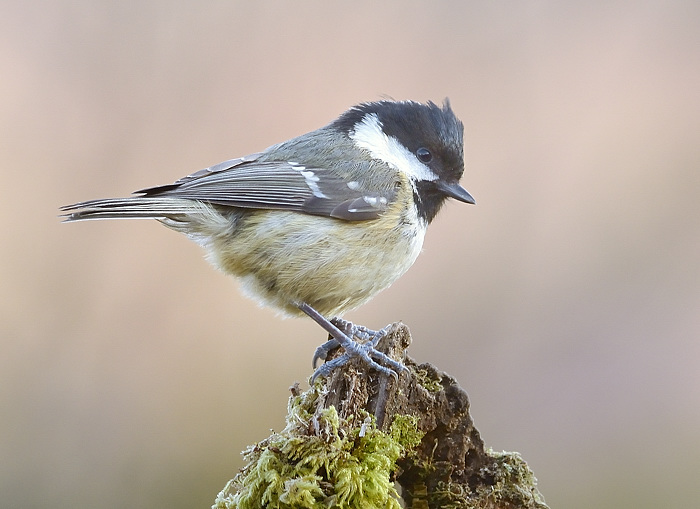 Coal Tit + Repost No.2