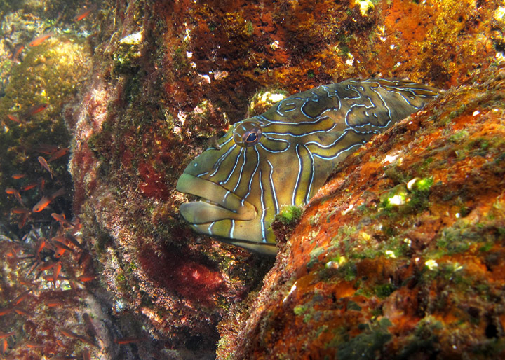 Giant Hawkfish