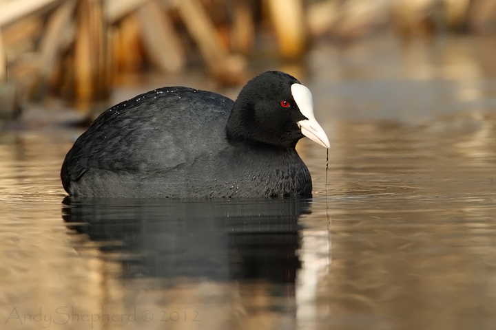 Coot
