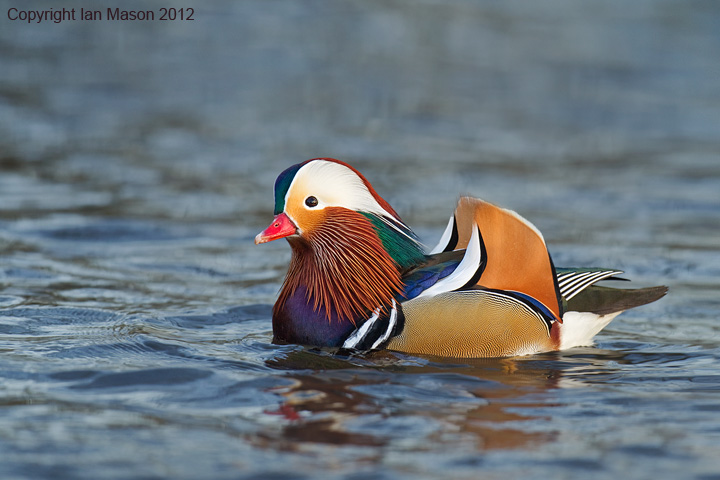 Mandarin Drake