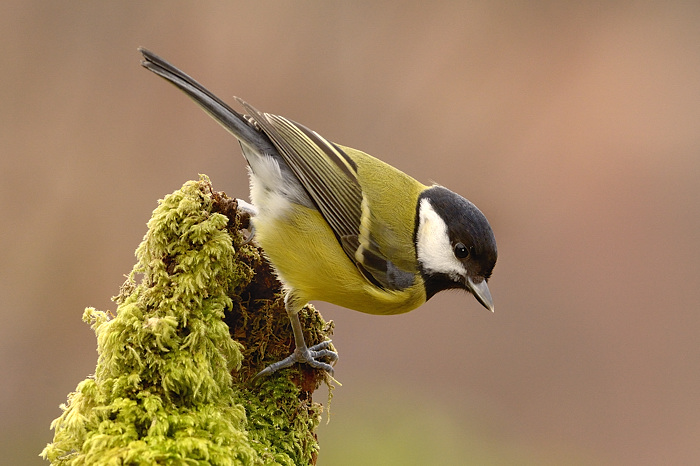 Great Tit