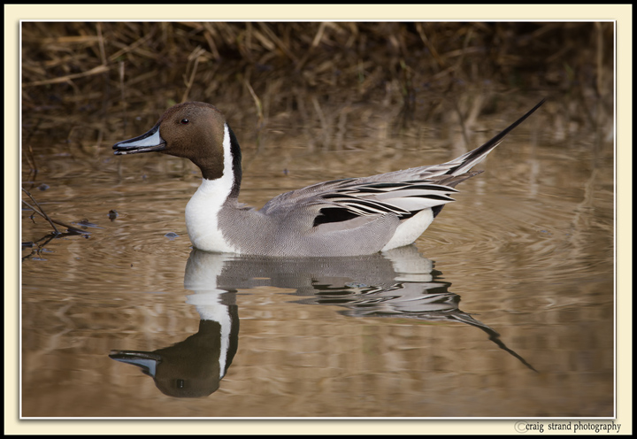 Northern Pintail
