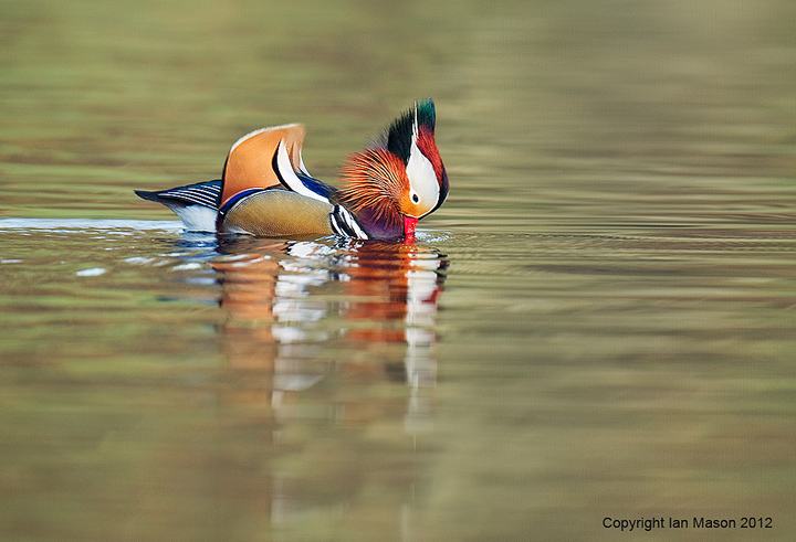 Mandarin Drake ll