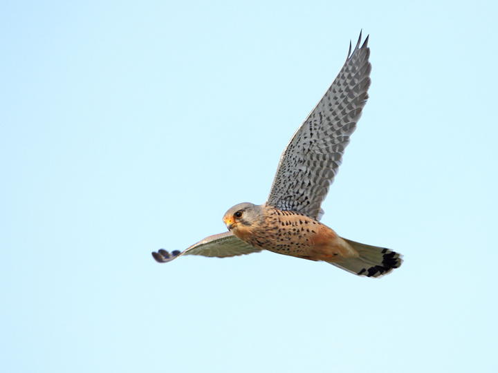 Hovering Kestrel