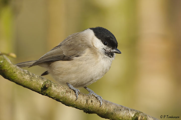 Marsh Tit