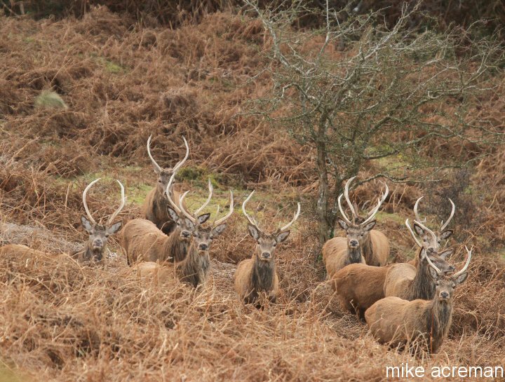 spring stags