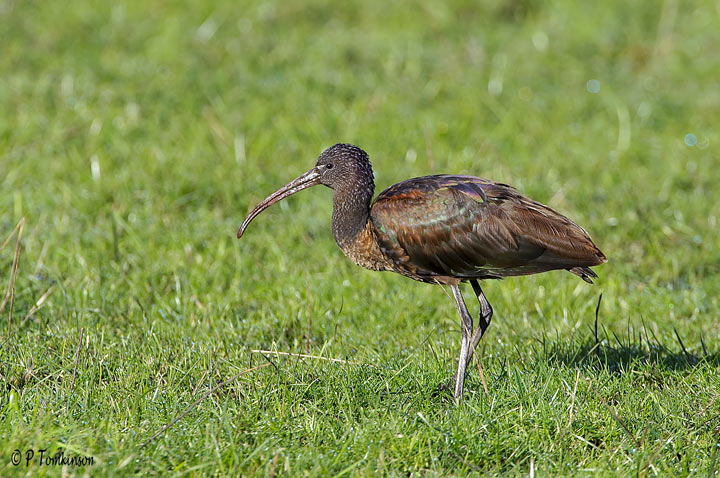 Glossy Ibis