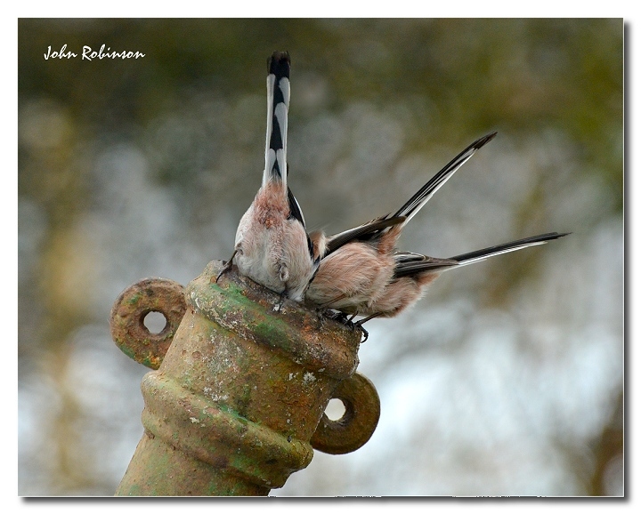 Bottoms Up !!!