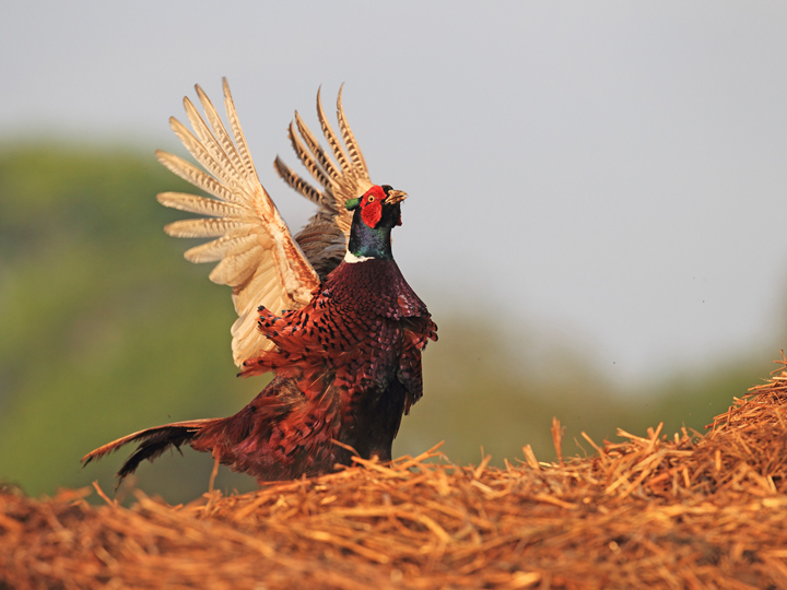 Cock Pheasant