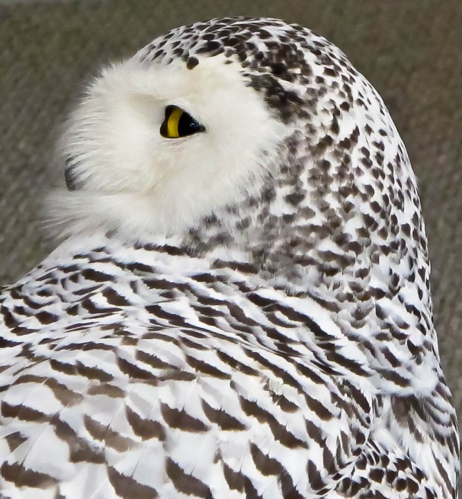 A bad year for Snowy Owls (C)