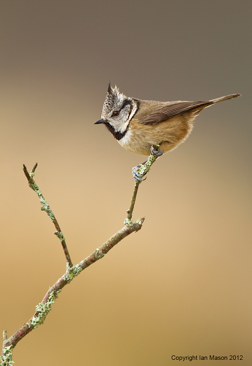 Crested Tit
