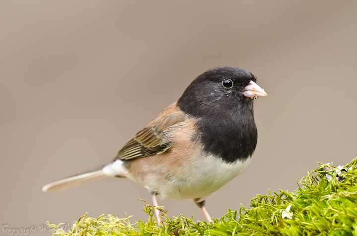Oregon junco