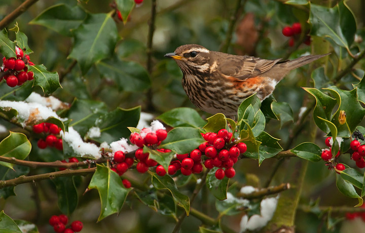 Redwing