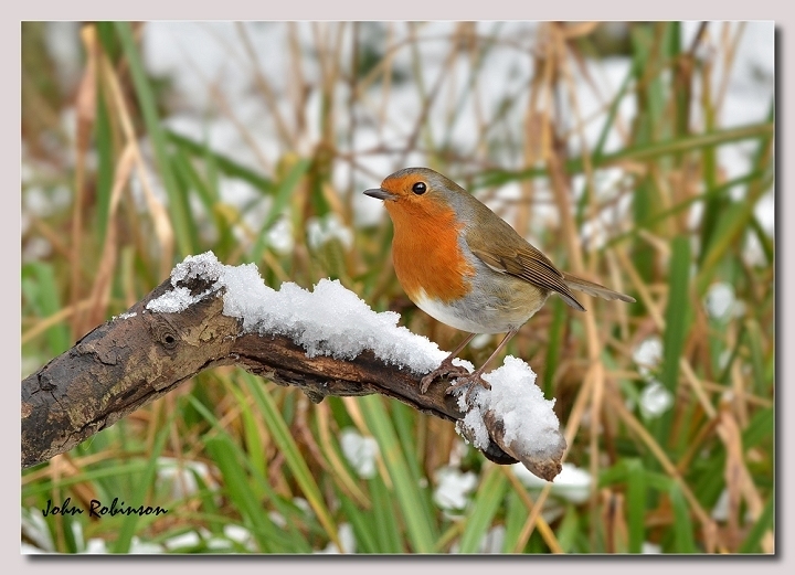Xmas Card