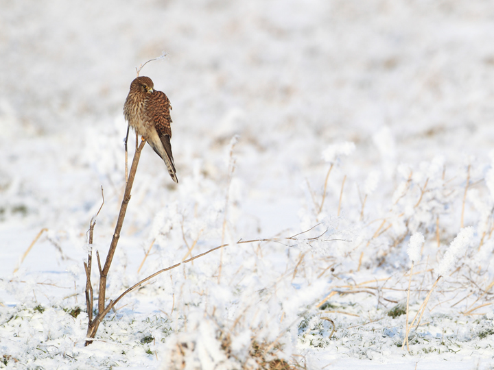Snowy Kestrel