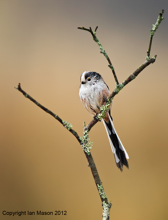 Long Tailed Tit