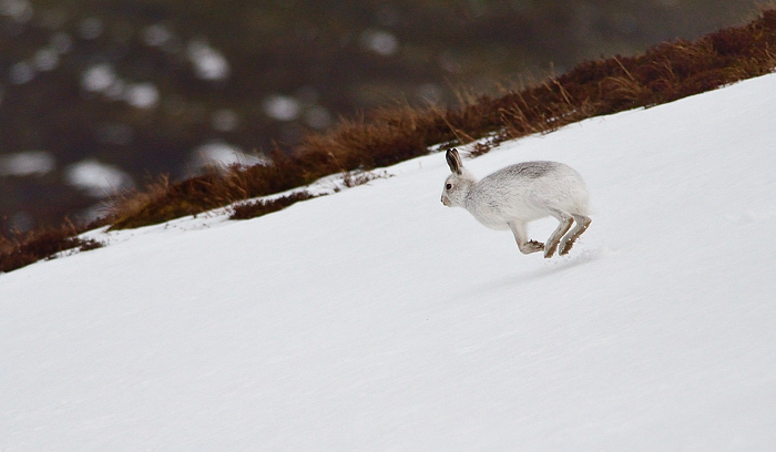 Run rabbit run!