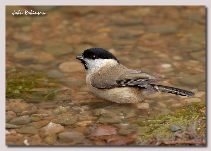 New pebbles+Marsh Tit 