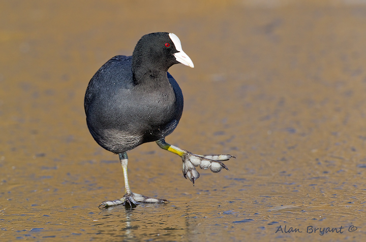 Dancing On Ice