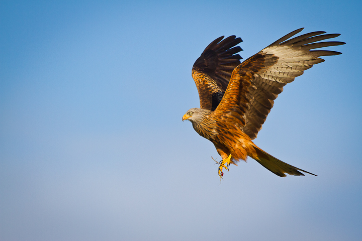 Red Kite