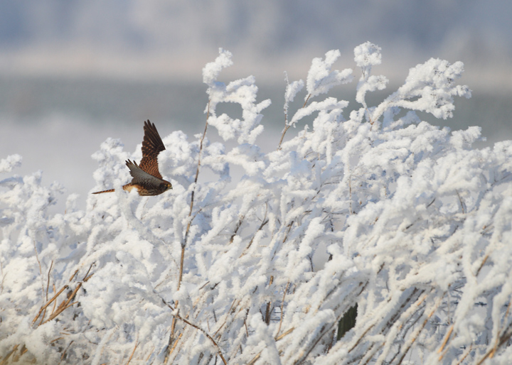 Snowy Kestrel 2 & close up