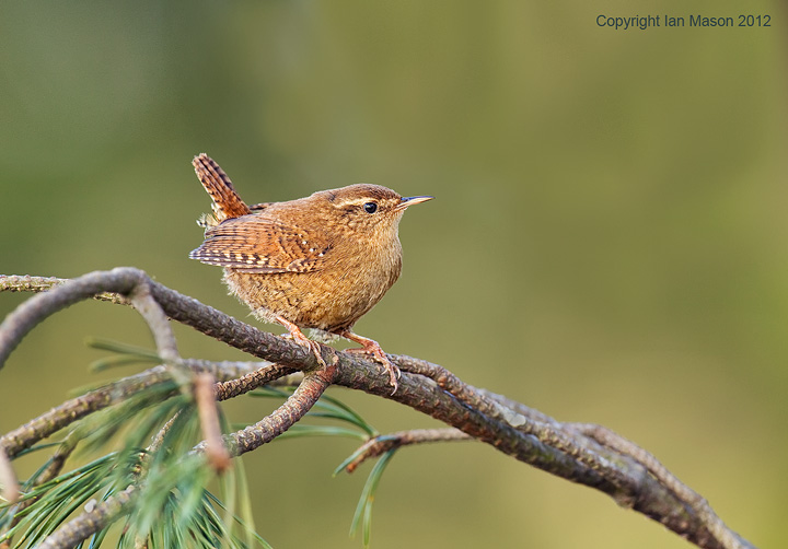Wren