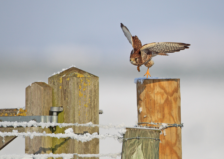 Snow Kestrel 3