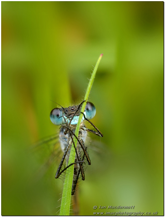 Emerald Damselfly ( Male ) 