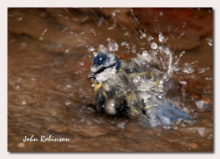 Another wet tit.