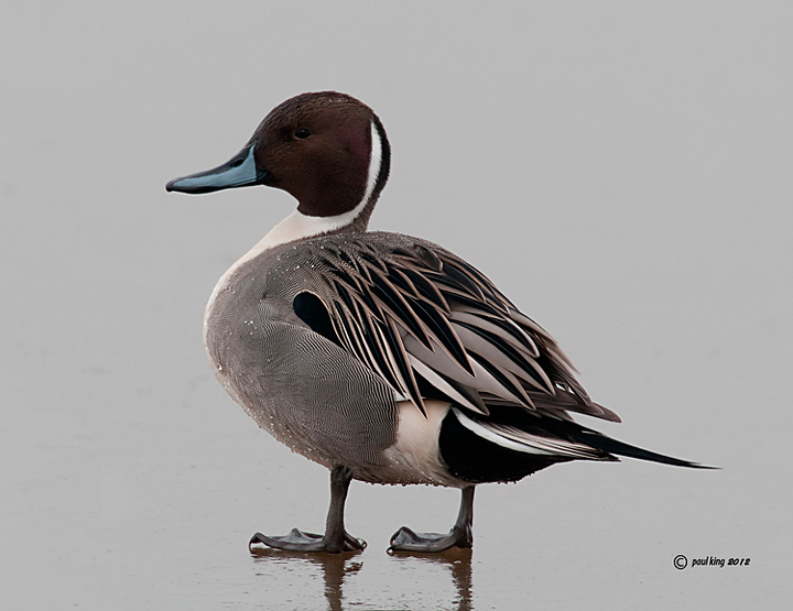 Northern Pintail + Repost.