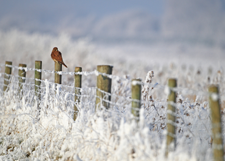 Final Snowy Kestrel