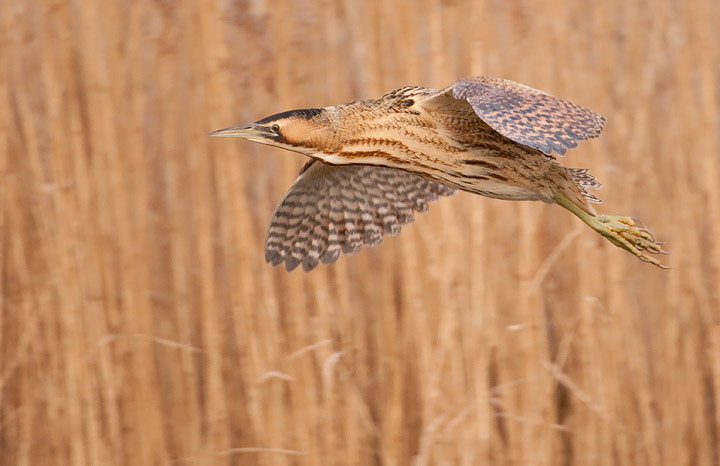 Bittern in flight!